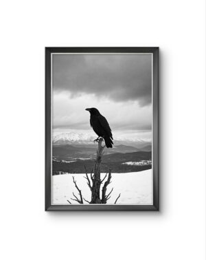 Bonaque - The Watchful Raven