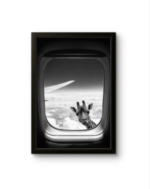 Bonaque - Skybound Curiosity