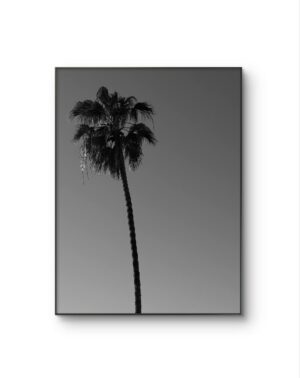 Serena - Solitary Palm